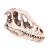 Raguso Dinosaur Skull Model Simulated Animal Skeleton Gifts Home Office Decor Teaching Tools view 3