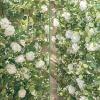 Anna's Whimsy 5.91FT Artificial Eucalyptus Garland with Flowers, Fake Flower Rose Gypsophila, Faux Floral Greenery Garland for Wedding Spring Home Party Craft Art Table Runner Decor view 2