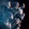 Niwo ART - Jellyfish, Removable Wall Mural | Self-Adhesive Large Wallpaper (96"x144") view 2