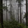 Niwo ART - Forest, Removable Wall Mural | Self-Adhesive Large Wallpaper (64"x96") view 2