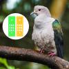 balacoo 2pcs Racing Pigeon Foot Rack for Organized Storage for Easy Access to Pigeon Supplies for Poultry Management and Breeding view 3