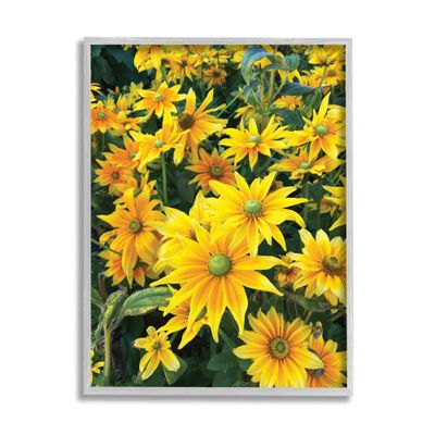 Stupell Industries Sunflower Field Blooming Green Bulbs Yellow Petals