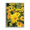 Stupell Industries Sunflower Field Blooming Green Bulbs Yellow Petals view 1