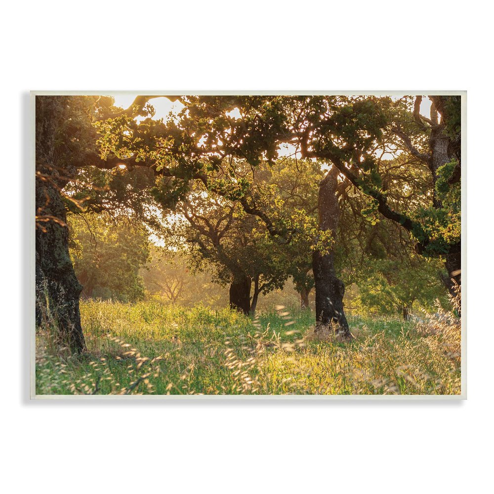 Stupell Industries Summer Sunlight Forest Trees Wild Tall Grass