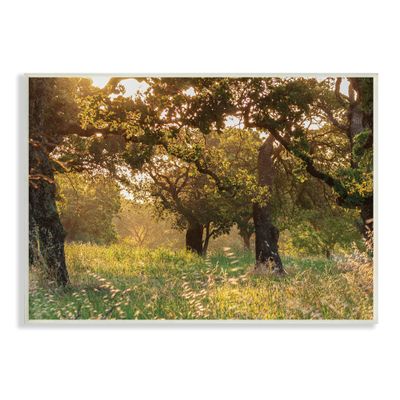 Stupell Industries Summer Sunlight Forest Trees Wild Tall Grass