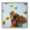 Stupell Industries Happy Smiling Pet Dog with Yellow Tennis Balls view 1