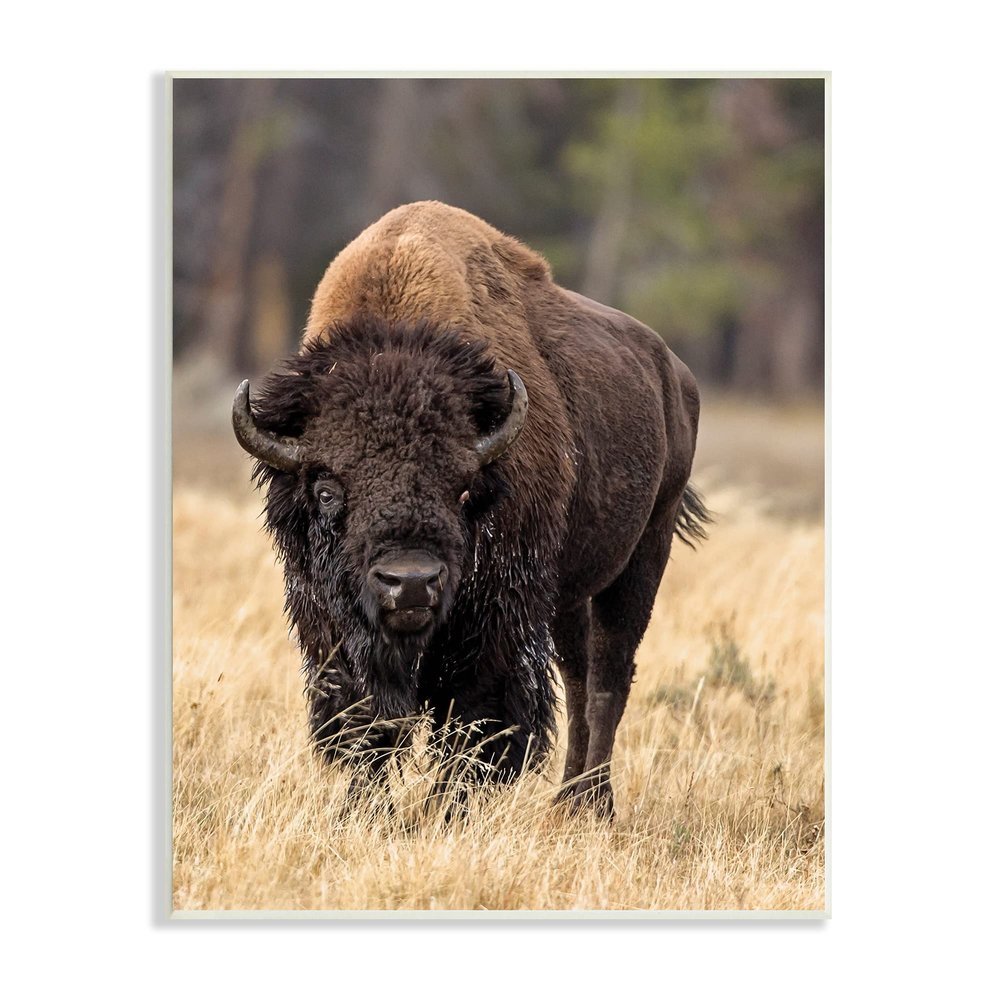 Stupell Industries Wild American Bison Grazing Rustic Tall Grass