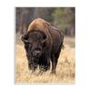 Stupell Industries Wild American Bison Grazing Rustic Tall Grass view 1