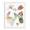 Winged Insect Tropical Color Bugs, 16 x 20 Inch Framed Gicle Print view 1