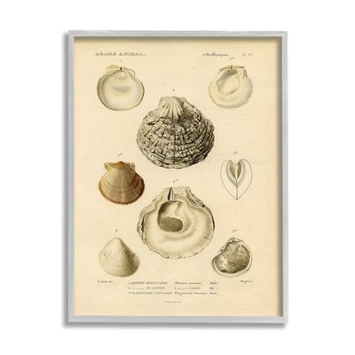Stupell Industries Vintage Sea Shell Latin Study Marine Chart