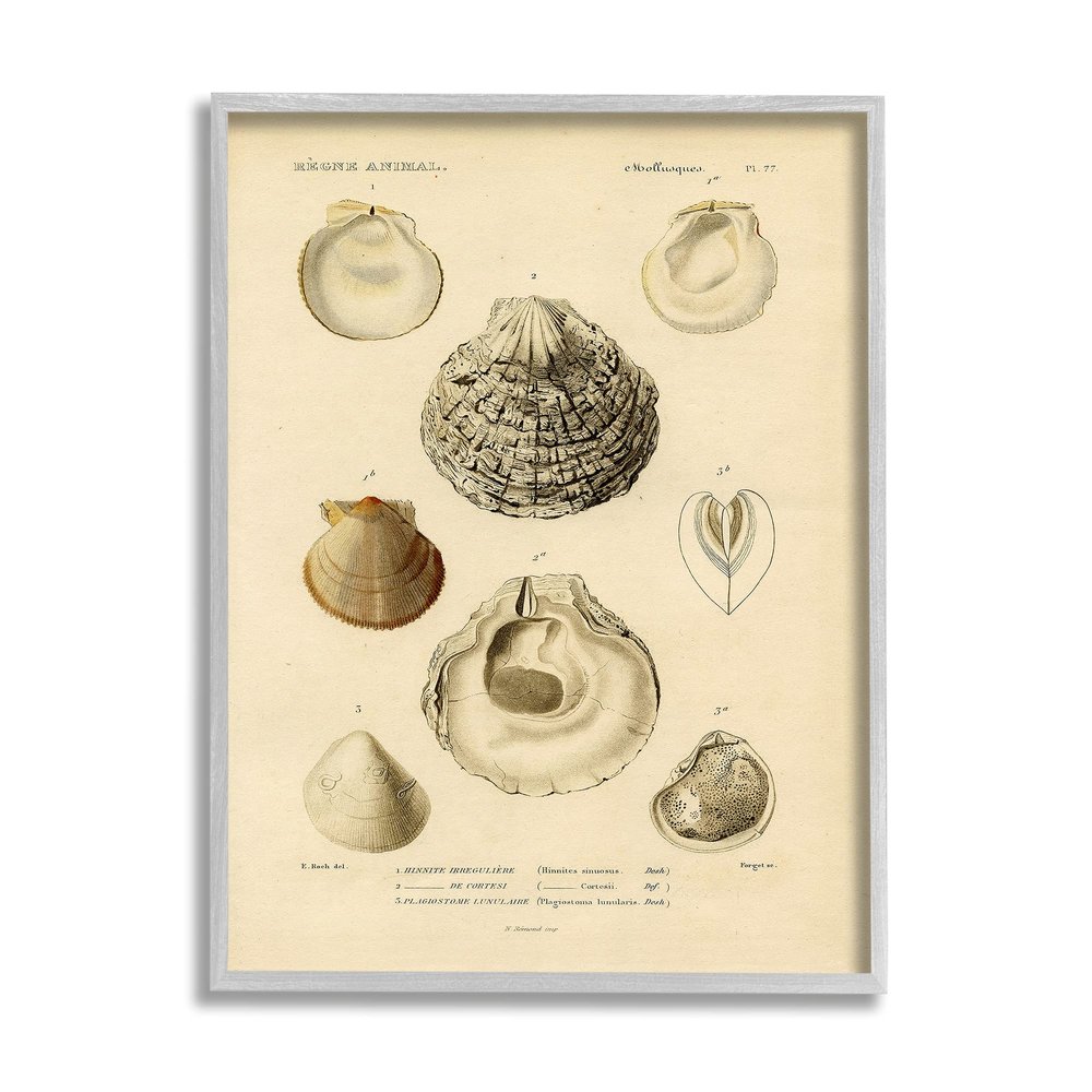 Stupell Industries Vintage Sea Shell Latin Study Marine Chart