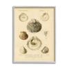 Stupell Industries Vintage Sea Shell Latin Study Marine Chart view 1