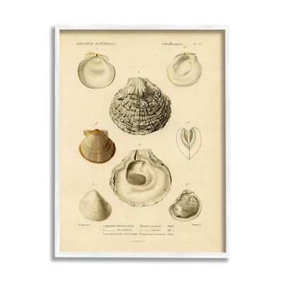 Stupell Industries Vintage Sea Shell Latin Study Marine Chart