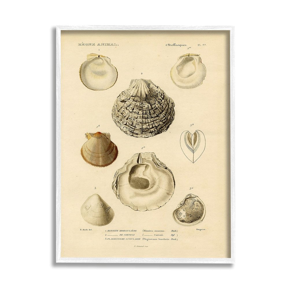 Stupell Industries Vintage Sea Shell Latin Study Marine Chart
