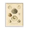 Stupell Industries Vintage Sea Shell Latin Study Marine Chart view 1