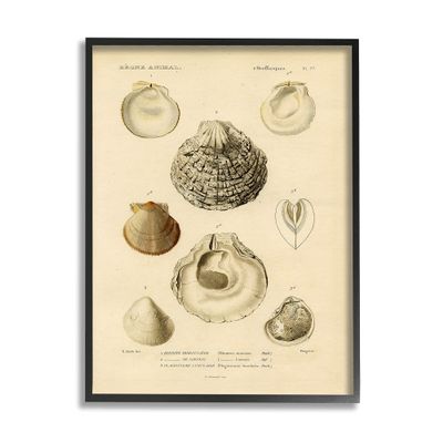 Vintage Sea Shell Latin Study Marine Chart