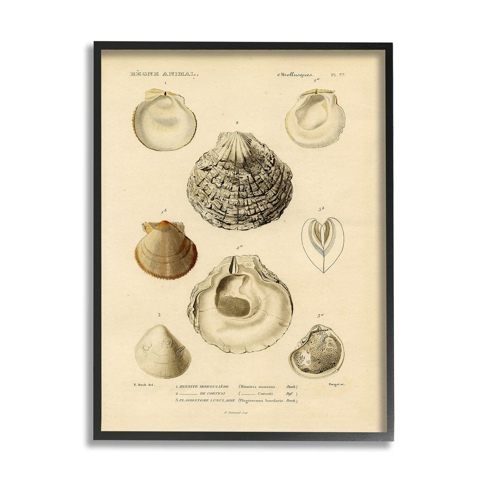 Vintage Sea Shell Latin Study Marine Chart