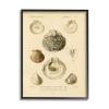 Vintage Sea Shell Latin Study Marine Chart view 1