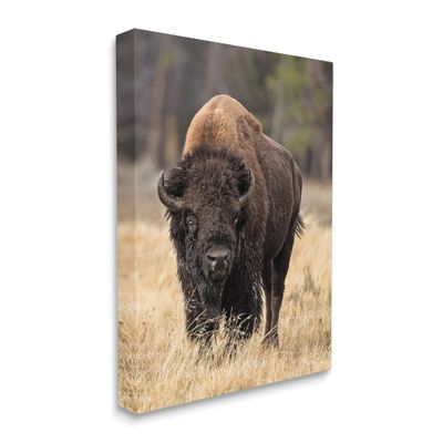 Stupell Industries Wild American Bison Grazing Rustic Tall Grass