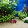 balacoo 500g Volcanic Stone Granules for Aquarium Practical Material for Tank Habitat Decoration view 4