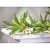 SilksAreForever 35" Silk Japanese Blueberry Blossom Flower Stem -White (Pack of 12) view 2