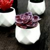 4pcs Fake Succulent Plant Decor Cacti Potted Plants Succulents Artificial Realistic Succulent Plants Artificial Plants Artificial Succulent Pots Cactus Decor Desktop Small Plant view 4