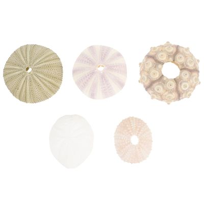 BESTOYARD Plants Decor 5Pcs Natural Urchins Sea Shells Mini Sea Urchin Shell Hanging Plant Holder for Craft Air Plant Beach Wedding Decoration Home Decor