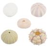 BESTOYARD Plants Decor 5Pcs Natural Urchins Sea Shells Mini Sea Urchin Shell Hanging Plant Holder for Craft Air Plant Beach Wedding Decoration Home Decor view 2