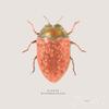 ArtExpert Adorning Coleoptera V Sq Camelia by James Wiens - 16x16 Art Print Poster view 1