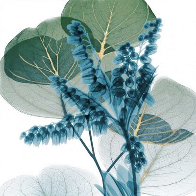 ArtExpert Golden Lilly Of Eucalyptus 2 by Albert Koetsier - 16x16 Art Print Poster