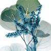 ArtExpert Golden Lilly Of Eucalyptus 2 by Albert Koetsier - 16x16 Art Print Poster view 1