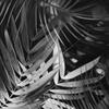 ArtExpert Monochrome Tropicals Leaves by Atelier B Art Studio - 16x16 Art Print Poster view 1