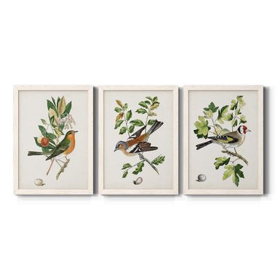 Wall Dcor, Bathroom Wall Art, Lifestyle, Travel, Art Deco, Italian, Shabby Chic, Animals, White Barnwood Framed Canvas, 3 Piece Set, Antique Bird, Botanical & Egg I 31X43
