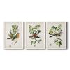 Wall Dcor, Bathroom Wall Art, Lifestyle, Travel, Art Deco, Italian, Shabby Chic, Animals, White Barnwood Framed Canvas, 3 Piece Set, Antique Bird, Botanical & Egg I 31X43 view 1