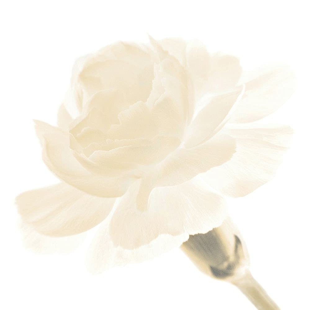 ArtExpert Carnation I by George Fossey - 16x16 Art Print Poster