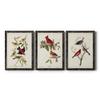 Wall Dcor, Dining Wall Art, Neutral, MultiColor, Bohemian, Country, Casual, Nautical, Black Barnwood Framed Canvas, 3 Piece Set, Pl 354 Louisiana Tanager 31X43 view 1