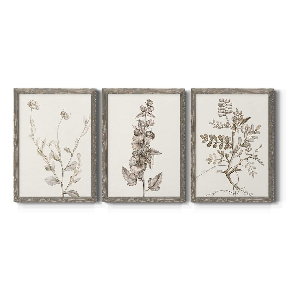 Wall Dcor, Bathroom Wall Art, Lifestyle, Travel, Modern, Traditional, French Country, Lifestyle, Grey Barnwood Framed Canvas, 3 Piece Set, Neutral Botanical Study IV 31X43