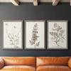 Wall Dcor, Bathroom Wall Art, Lifestyle, Travel, Modern, Traditional, French Country, Lifestyle, Grey Barnwood Framed Canvas, 3 Piece Set, Neutral Botanical Study IV 31X43 view 4