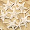 UEIEU 12 PCS Starfish Decor | 2.5-6 Inch Starfish Shells Perfect for Crafts Making Beach Theme Party Wedding Decoration, Home Wall Decor, Christmas Ornaments, Fish Tank view 3