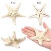 UEIEU 12 PCS Starfish Decor | 2.5-6 Inch Starfish Shells Perfect for Crafts Making Beach Theme Party Wedding Decoration, Home Wall Decor, Christmas Ornaments, Fish Tank view 4