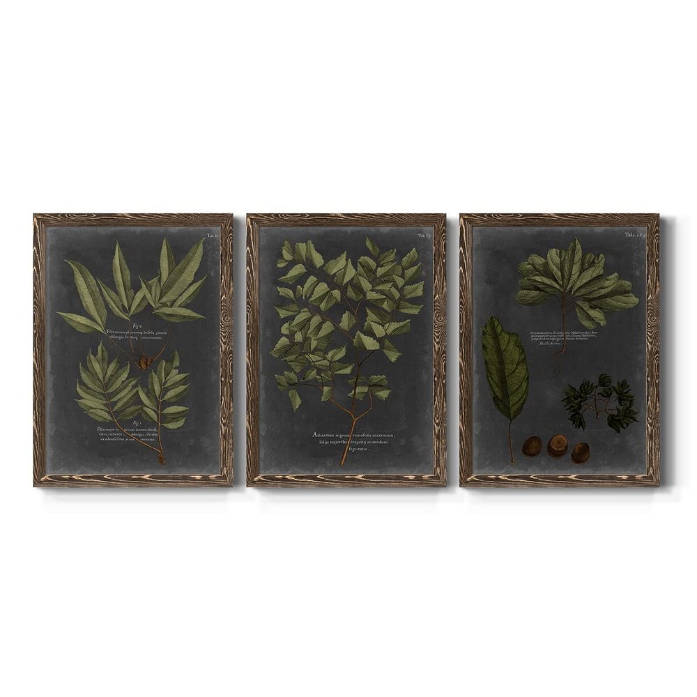 Wall Art, Kitchen Dcor, Beach, Nautical, Cape Cod, Colonial, Lodge, Geometric, Walnut Barnwood Framed Canvas, 3 Piece Set, Foliage Dramatique IV 31X43