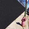 Shade Cloth,sunblock Shade Netting,greenhouse Plant Covers,anti-uv Shade Tarpaulin,black Privacy Fence,windproof,anti-aging,54 Sizes,2x4m/6.6x13.1ft view 3