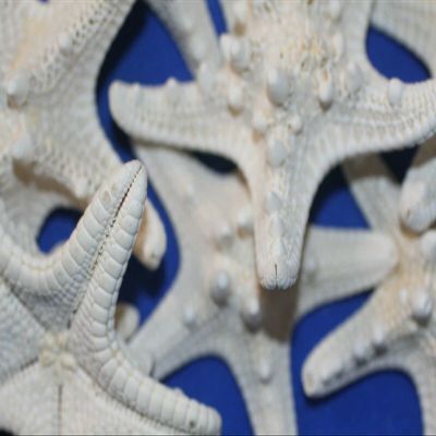 40 Quality Inspected Large Knobby Starfish No Broken Points, No Smell, Quantity Priced, SS-79