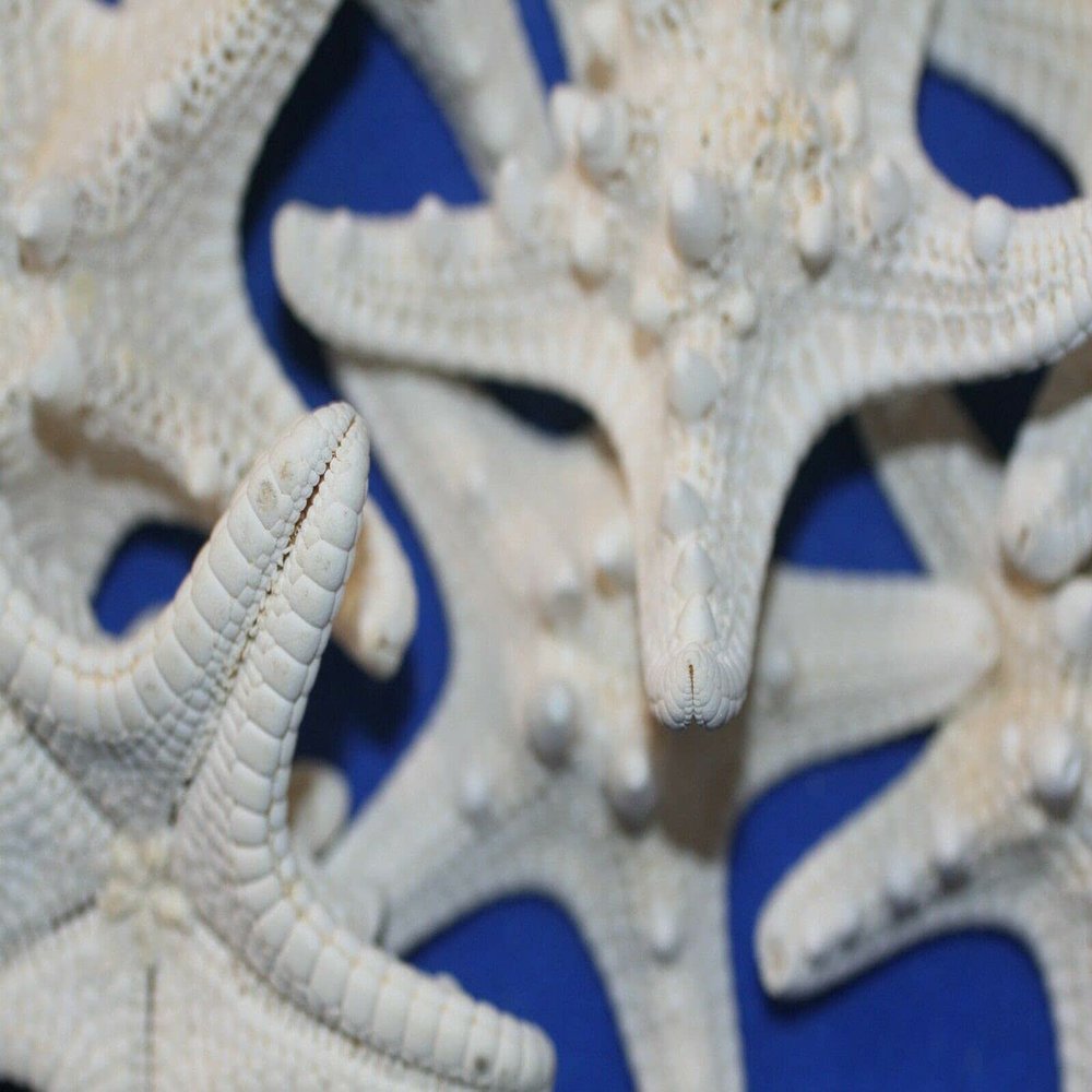 40 Quality Inspected Large Knobby Starfish No Broken Points, No Smell, Quantity Priced, SS-79
