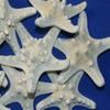 40 Quality Inspected Large Knobby Starfish No Broken Points, No Smell, Quantity Priced, SS-79 view 3