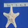 40 Quality Inspected Large Knobby Starfish No Broken Points, No Smell, Quantity Priced, SS-79 view 4