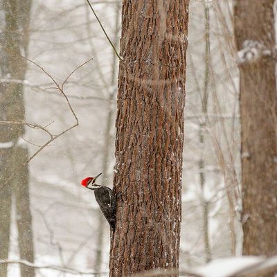 ArtExpert New York State-Westchester County-Male Pileated Woodpecker-Perched On A Tree-Snowing by Karen Ann Sullivan - 16x16 Art Print Poster