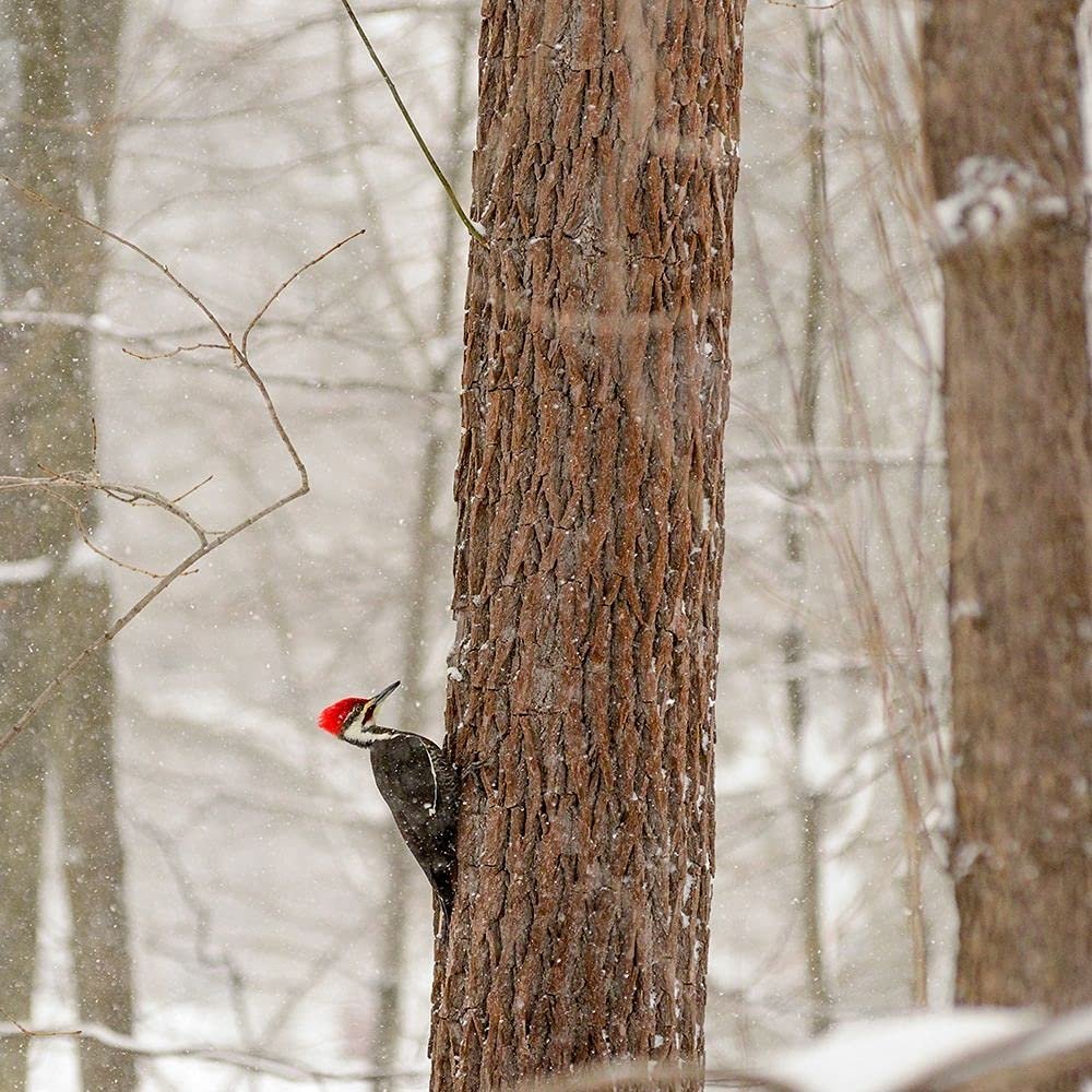 ArtExpert New York State-Westchester County-Male Pileated Woodpecker-Perched On A Tree-Snowing by Karen Ann Sullivan - 16x16 Art Print Poster