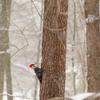 ArtExpert New York State-Westchester County-Male Pileated Woodpecker-Perched On A Tree-Snowing by Karen Ann Sullivan - 16x16 Art Print Poster view 1