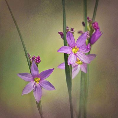 ArtExpert Blue-Eyed Grass Ochoco by Larry McFerrin - 16x16 Art Print Poster